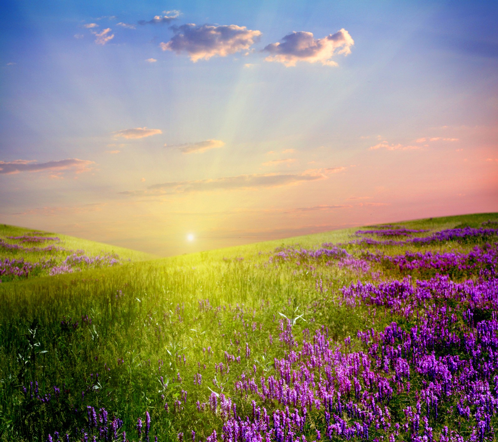 Purple flowers in a field with a sunset in the background (3d, nature)