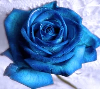 blue, flower, rose