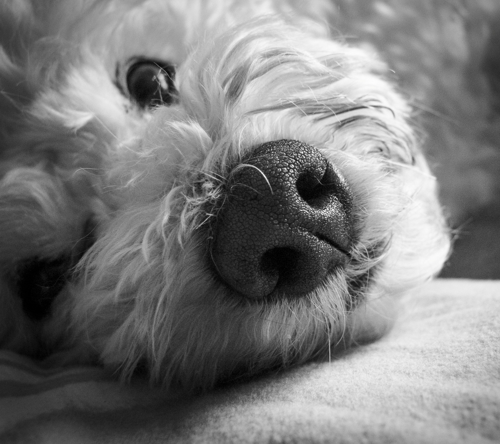 Un chien rasé allongé sur un lit avec sa tête sur l'oreiller (noir, bw, chien, yeux, nez)