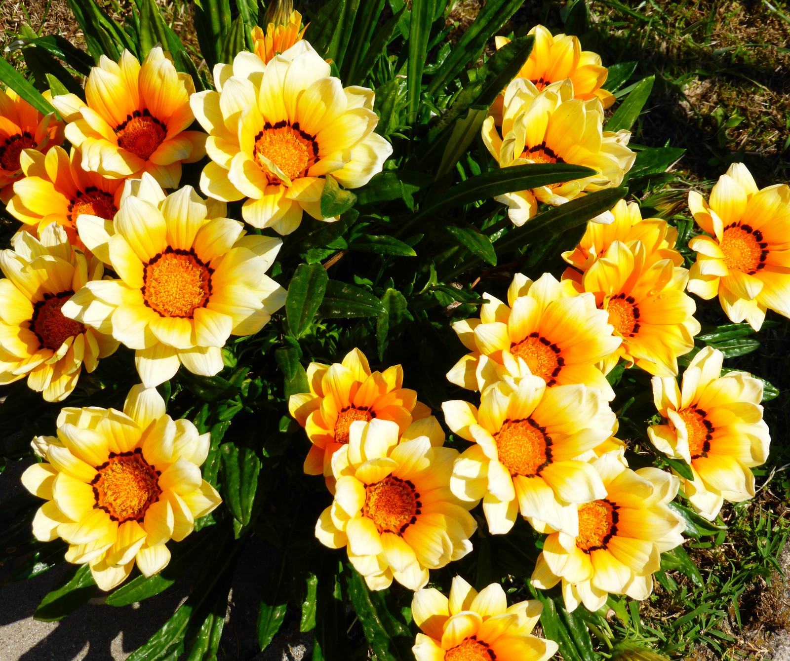 Yellow and orange flowers are in a pot on the ground (daisy, flowers, nature, spring, summer)