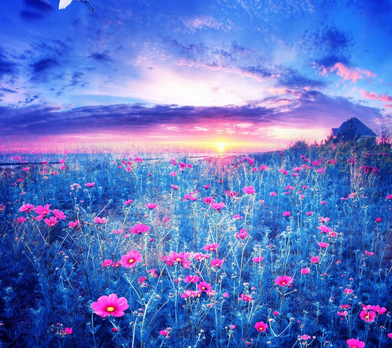 A close up of a field of flowers with a sunset in the background (landscape, nice)