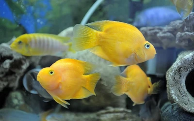 Lebendige gelbe Pomacentridae in einem Süßwasseraquarium