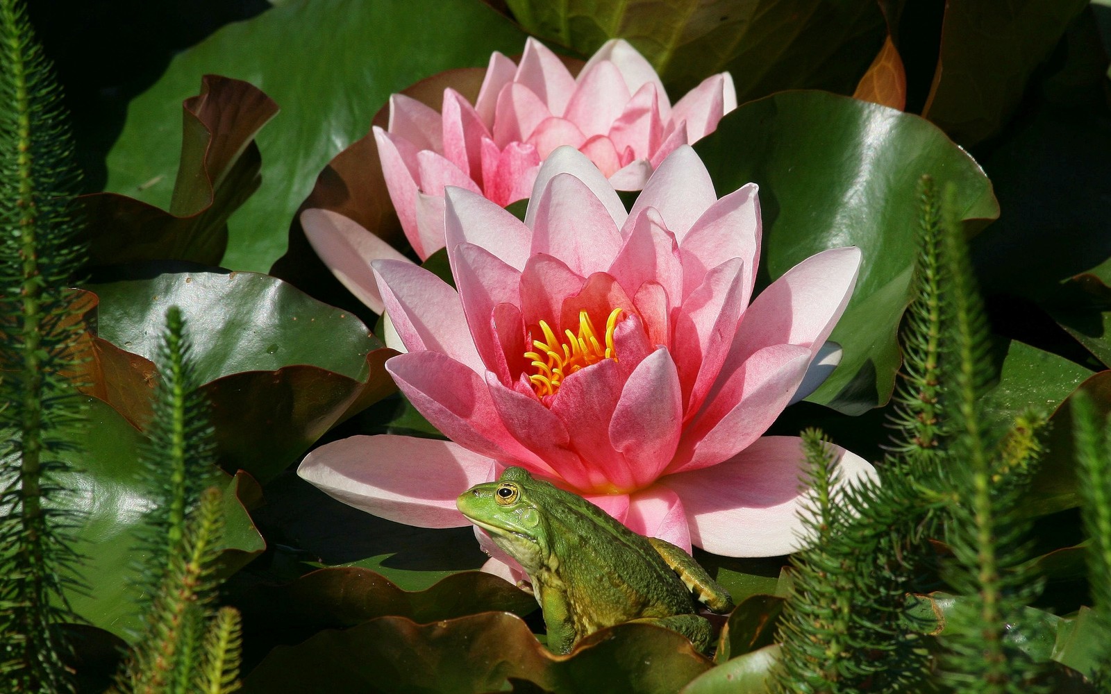 Uma rã sentada em uma flor na água (pétala, planta com flores, planta aquática, lótus sagrado, família de lótus)