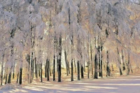 invierno, árbol, planta leñosa, bioma, maletero