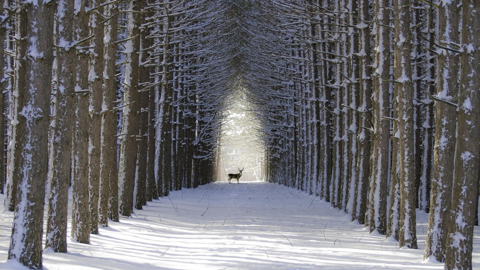 Arafed path in a snowy forest with a deer in the distance (forest, tree, snow, winter, woody plant)