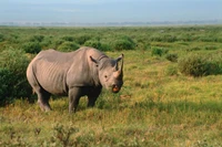 Black rhinoceros grazing in a lush grassland within a nature reserve.