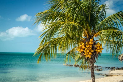 Paradis tropical : Un palmier vibrant chargé de noix de coco à côté d'une mer des Caraïbes tranquille.