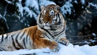 Majestätischer Tiger, der in einer verschneiten Winterlandschaft entspannt