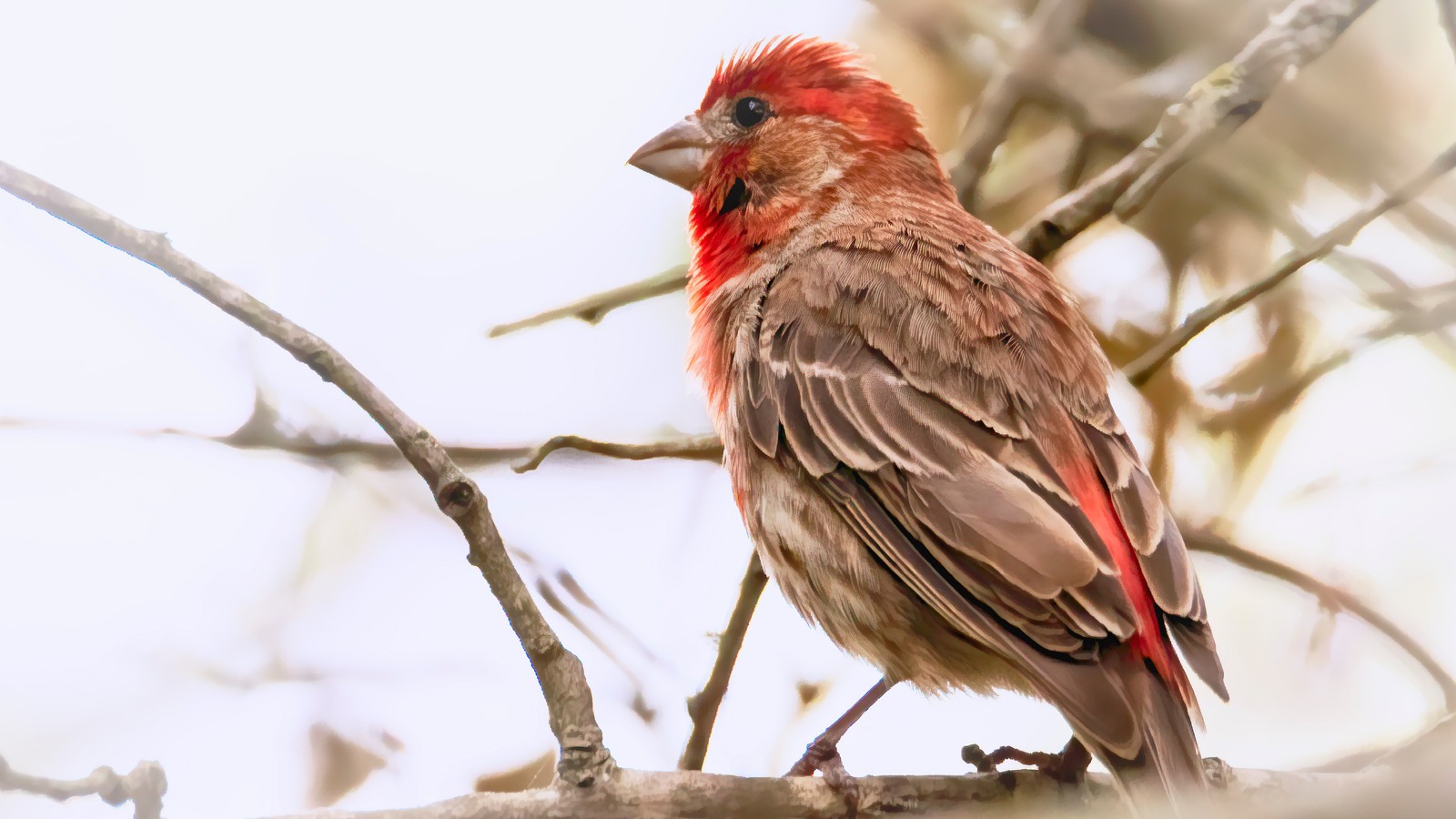 Ein roter vogel sitzt auf einem ast eines baumes. (buchfink, schnabel, vogel, sitzvogel, singvogel)