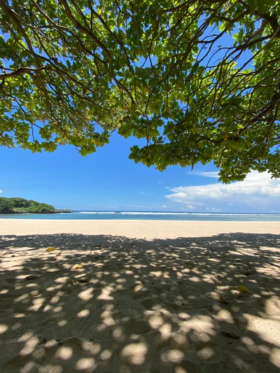 Tranquil Tropical Beach Under Shade of Lush Foliage