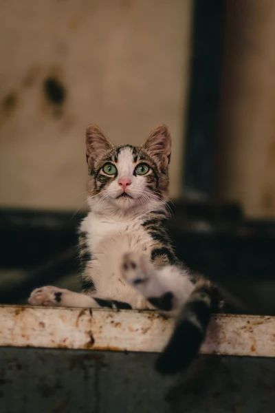 Un chat égéen curieux regarde vers le haut, mettant en valeur ses yeux verts frappants et son pelage rayé distinctif.