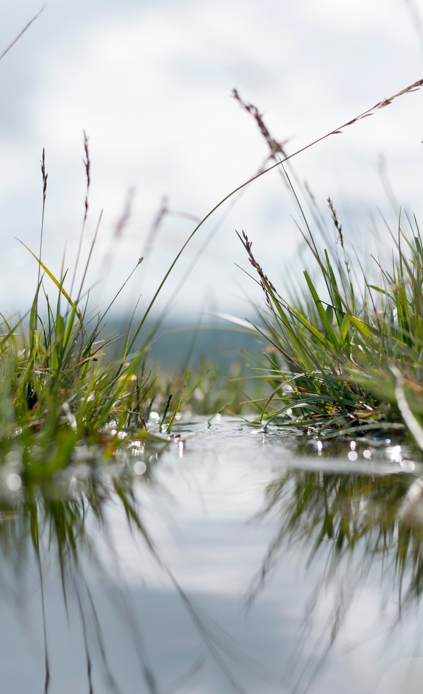 Il y a un petit étang avec de l'herbe et de l'eau dedans (eau, nature, herbe, réflexion, paysage naturel)