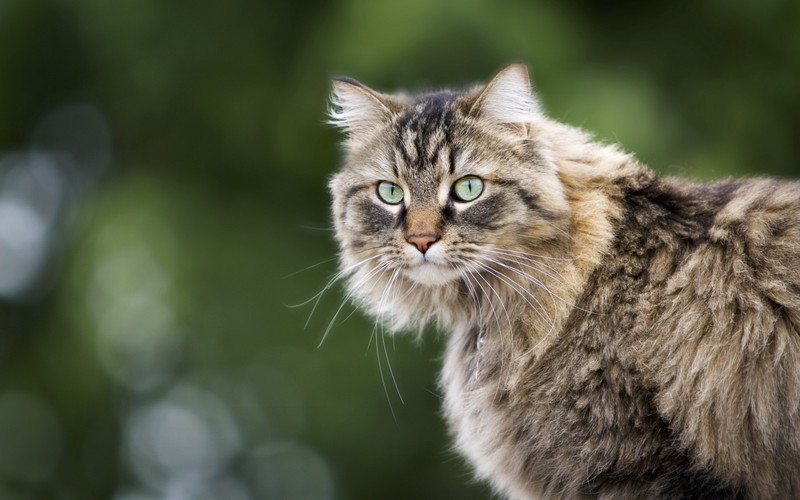 Кот, который смотрит на что-то вдали (мейн кун, maine coon, котёнок, кошка сфинкс, кот)