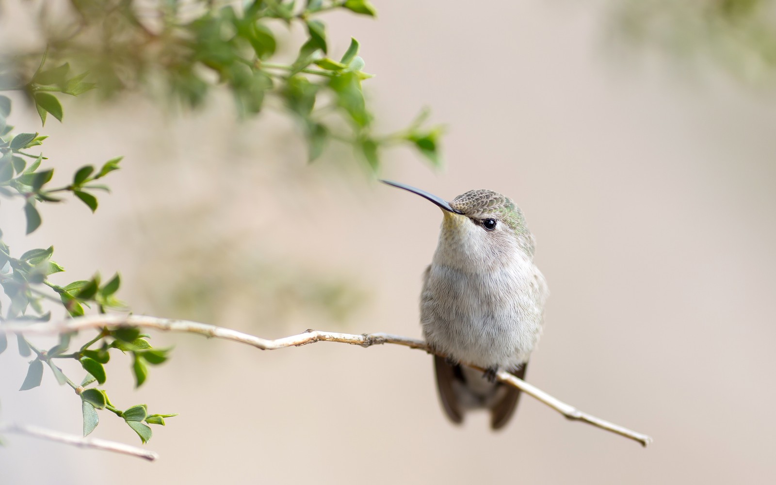 Téléchargez le fond d'écran bec, oiseau, colibri, brindille, pollinisateur