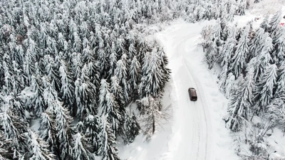 Winterfahrt durch schneebedeckte Tannen