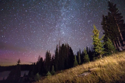 naturaleza, noche, árbol, estrella, atmósfera