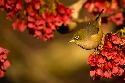 Pássaro polinizando flores rosa vibrantes