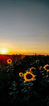 matin, tournesols, nature, jaune, tournesol