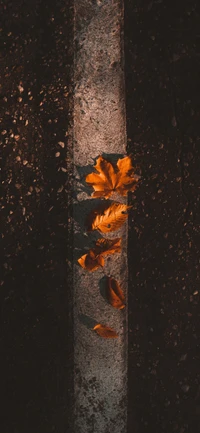 naranja, otoño, hoja, hoja de arce, madera