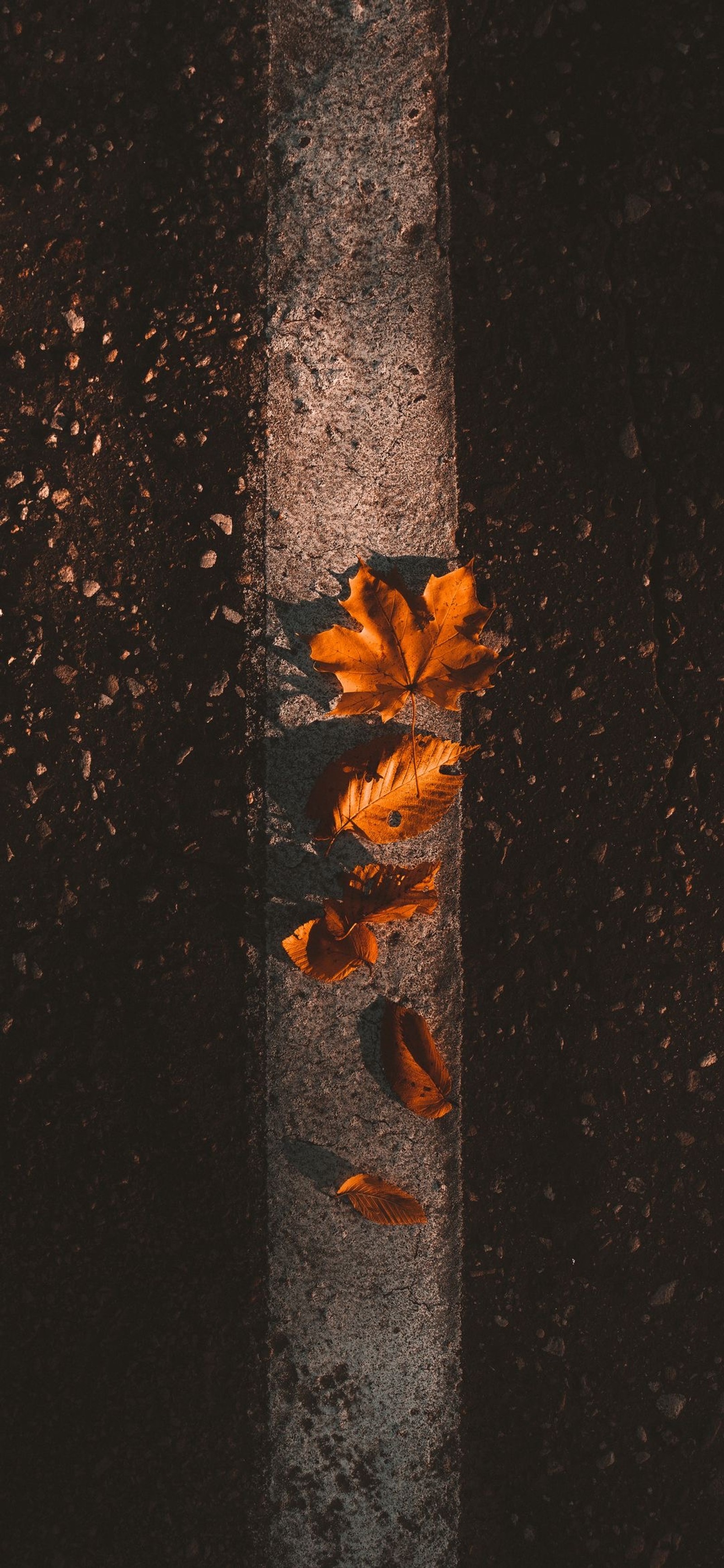 orange, autumn, leaf, maple leaf, wood wallpaper