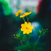 Nahaufnahme von lebhaften gelben Wildblumen vor einem verschwommenen Hintergrund