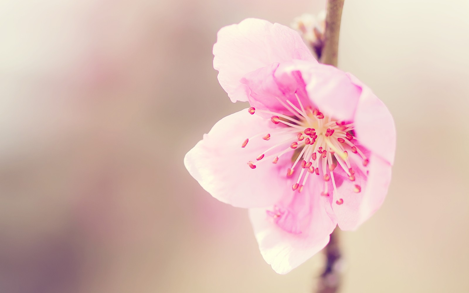 Uma flor rosa em um galho (flor, pétala, rosa, florescimento, primavera)