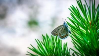 inseto, borboleta, mariposas e borboletas, verde, invertebrado