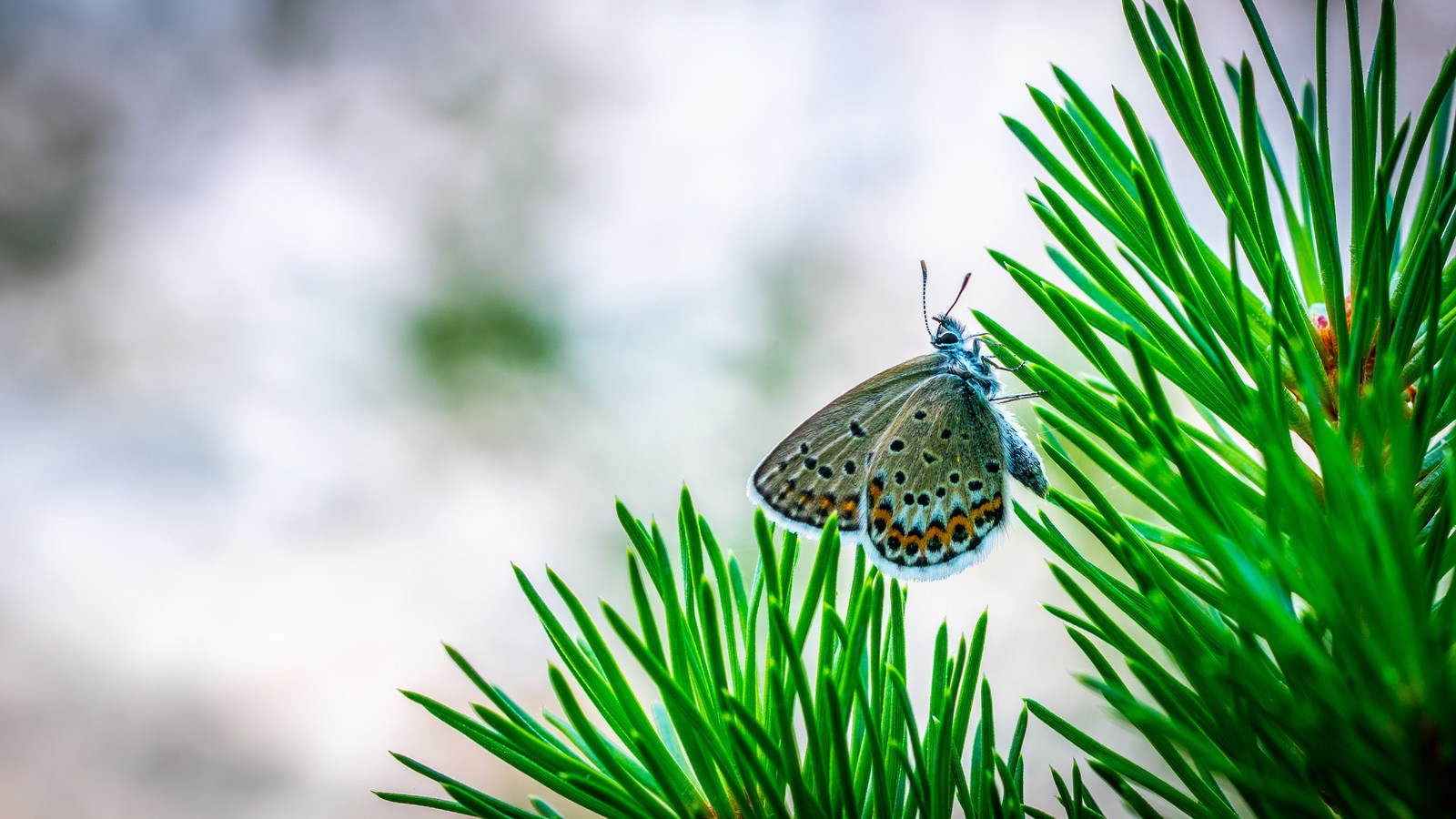 Lade insekt, schmetterling, motten und schmetterlinge, grün, wirbellose Hintergrund herunter