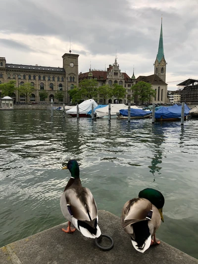 Pair of Mallard Ducks by a Scenic Waterway with Reflections