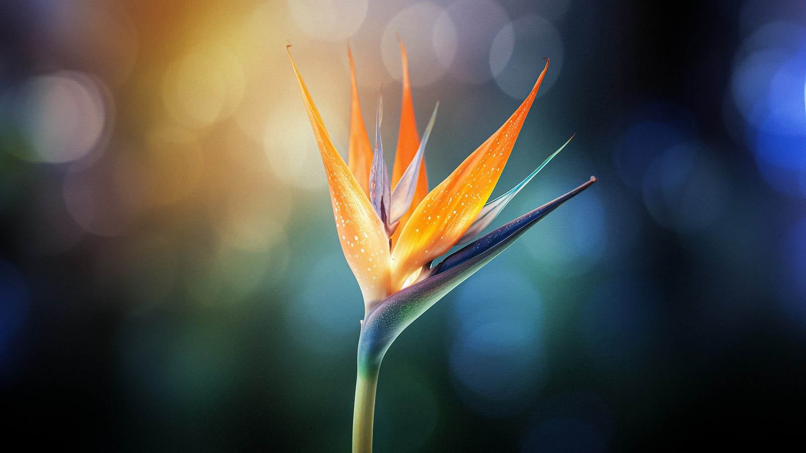 Arafed flower with orange petals and a green stem (bird of paradise flower, macro, bokeh background, vibrant, closeup photography)