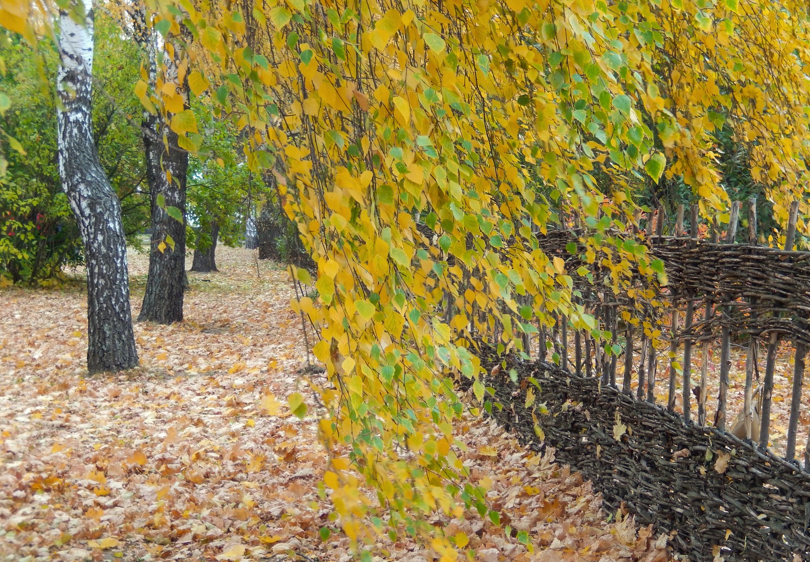 Скачать обои лист, берёза, лиственные, дерево, желтый