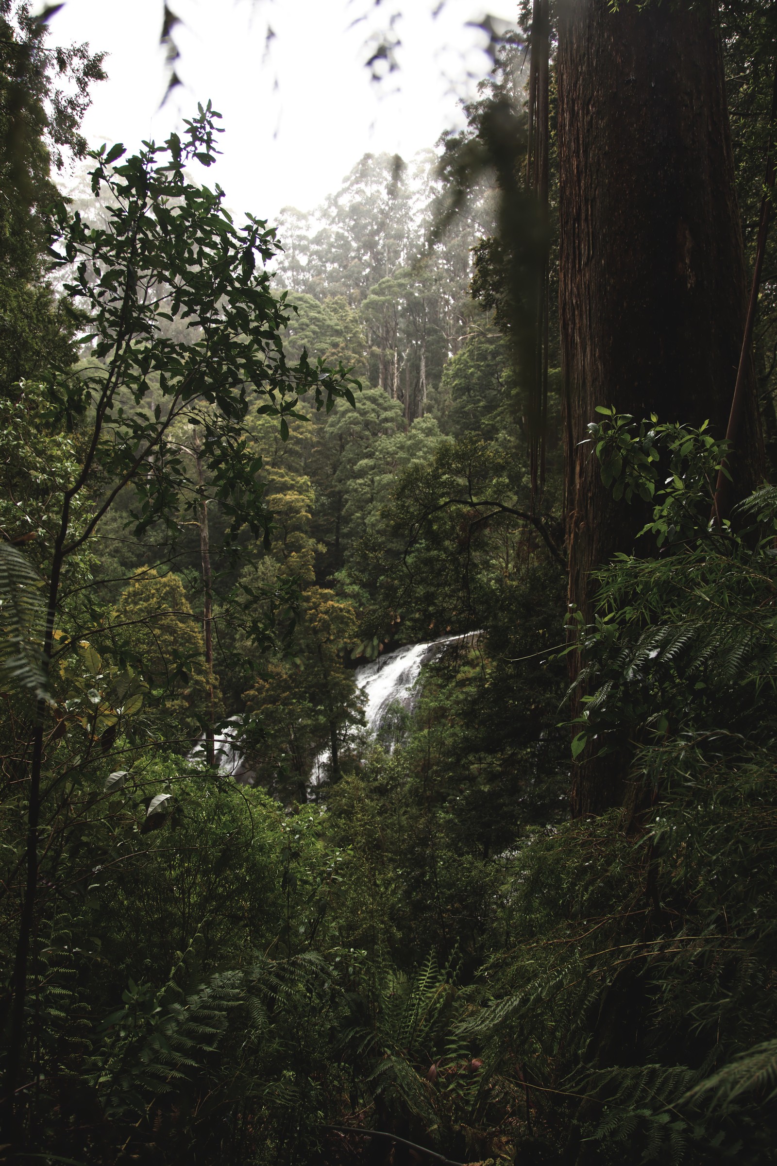 Hay una cascada en medio de un bosque con árboles (bosque, selva tropical, selva, árbol, naturaleza)