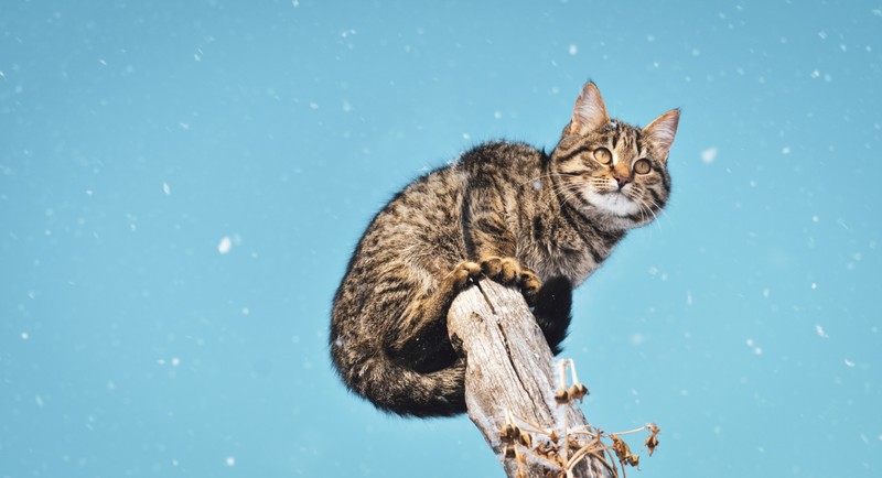 Кот сидит на ветке дерева в снегу (кот, котёнок, полосатый кот, felidae, усы)