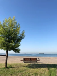 water, branch, bench, outdoor furniture, horizon