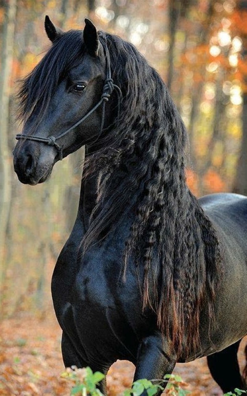 Una jirafa con largo cabello negro caminando por el bosque (negro, caballo)