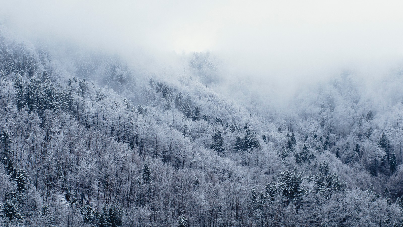 Snowy trees in the mountains covered in snow and clouds (nature, beautiful, photo)