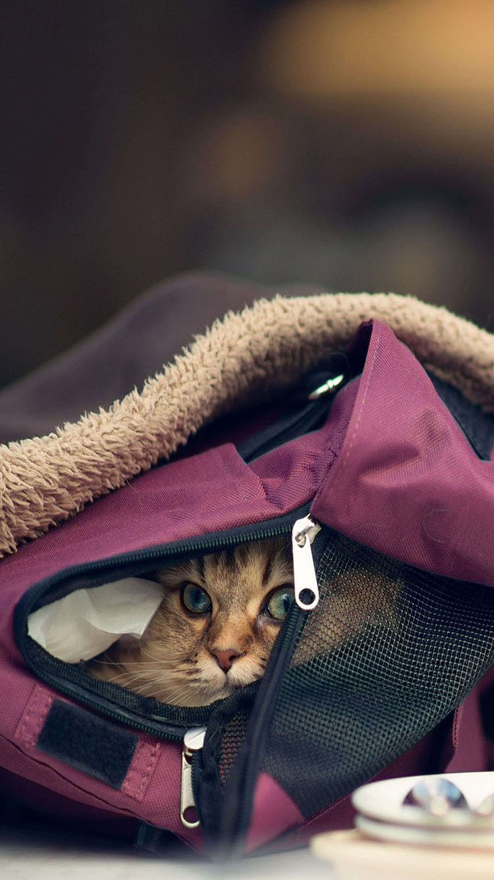 Il y a un chat qui se cache dans un sac (chat, mignon)