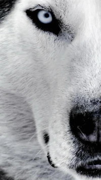 Close-up do rosto de um lobo destacando olhos azuis intensos e textura de pelagem detalhada.