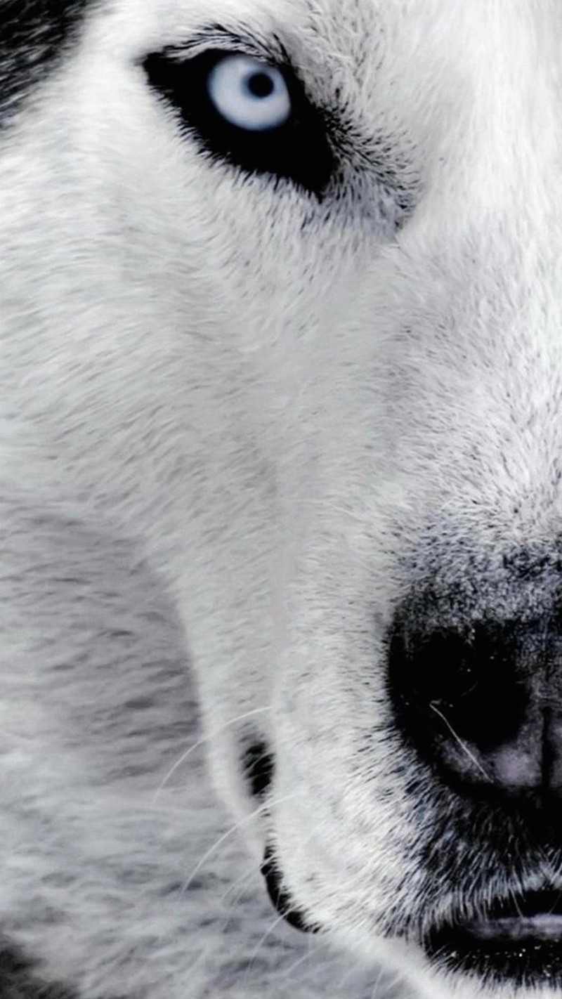 Gros plan sur un husky aux yeux bleus regardant l'objectif (gjsryj, jtrjhrst)