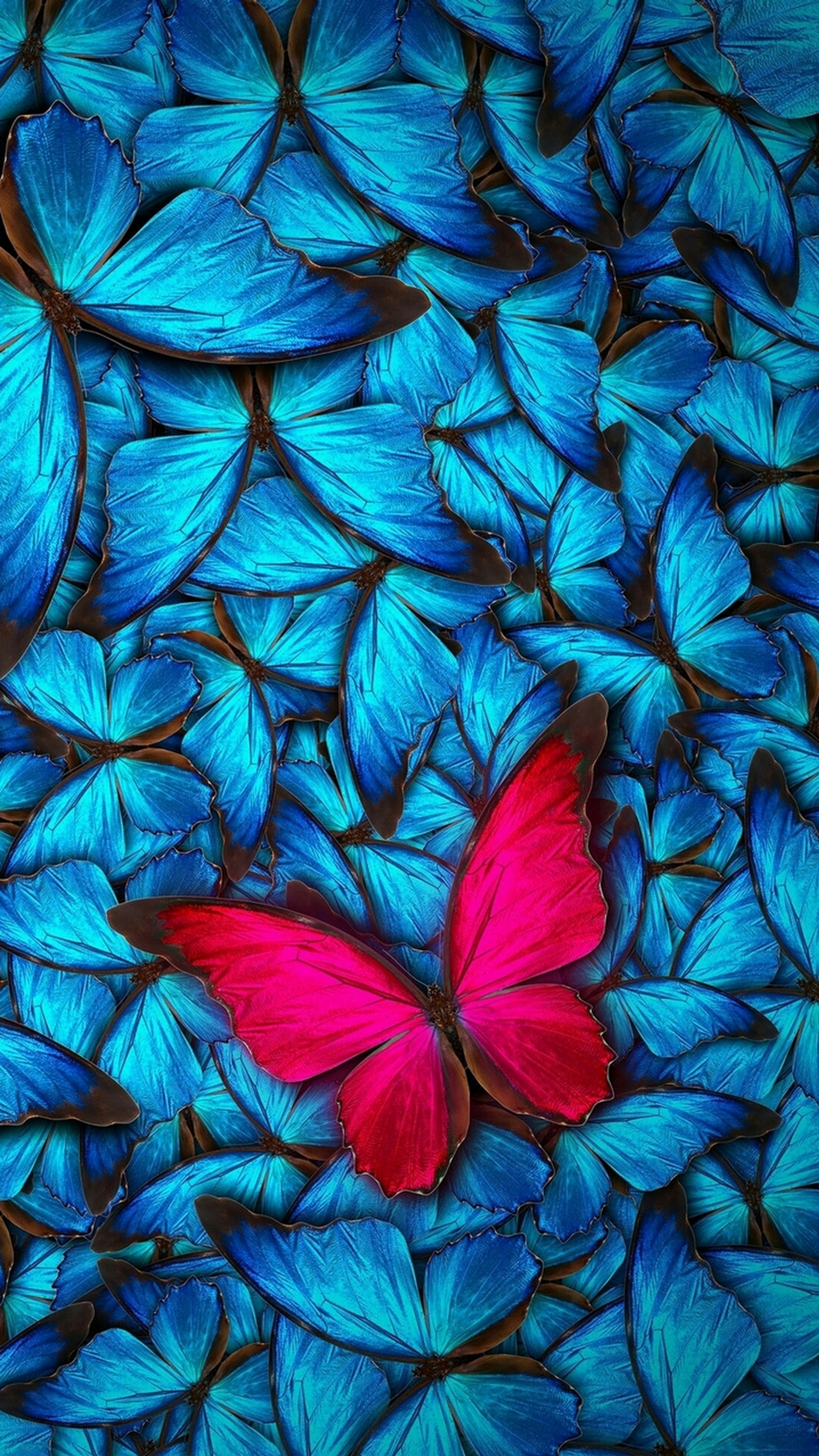 Descargar fondo de pantalla azul, mariposa, rosa