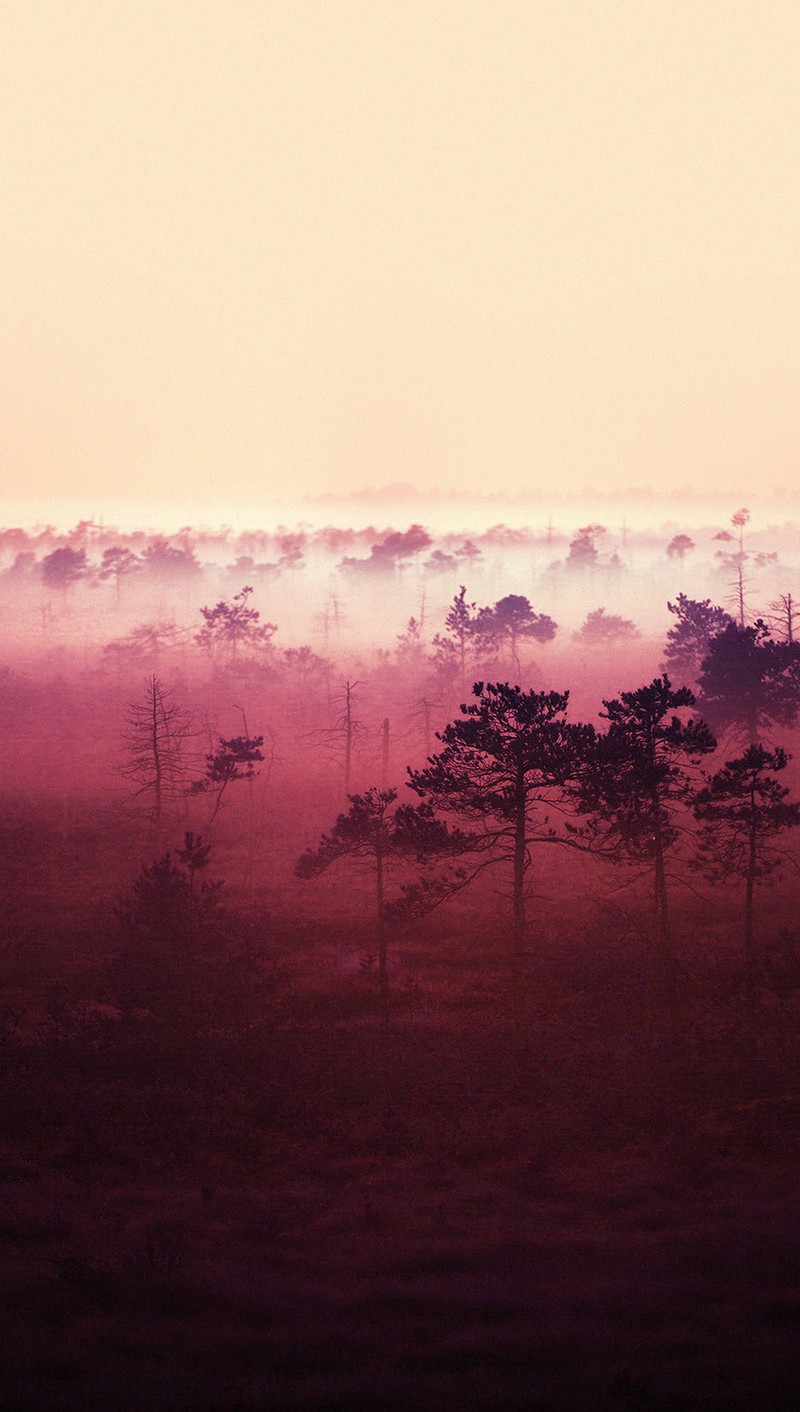 Neblige landschaft mit bäumen und nebel in der ferne (wald, rosa)