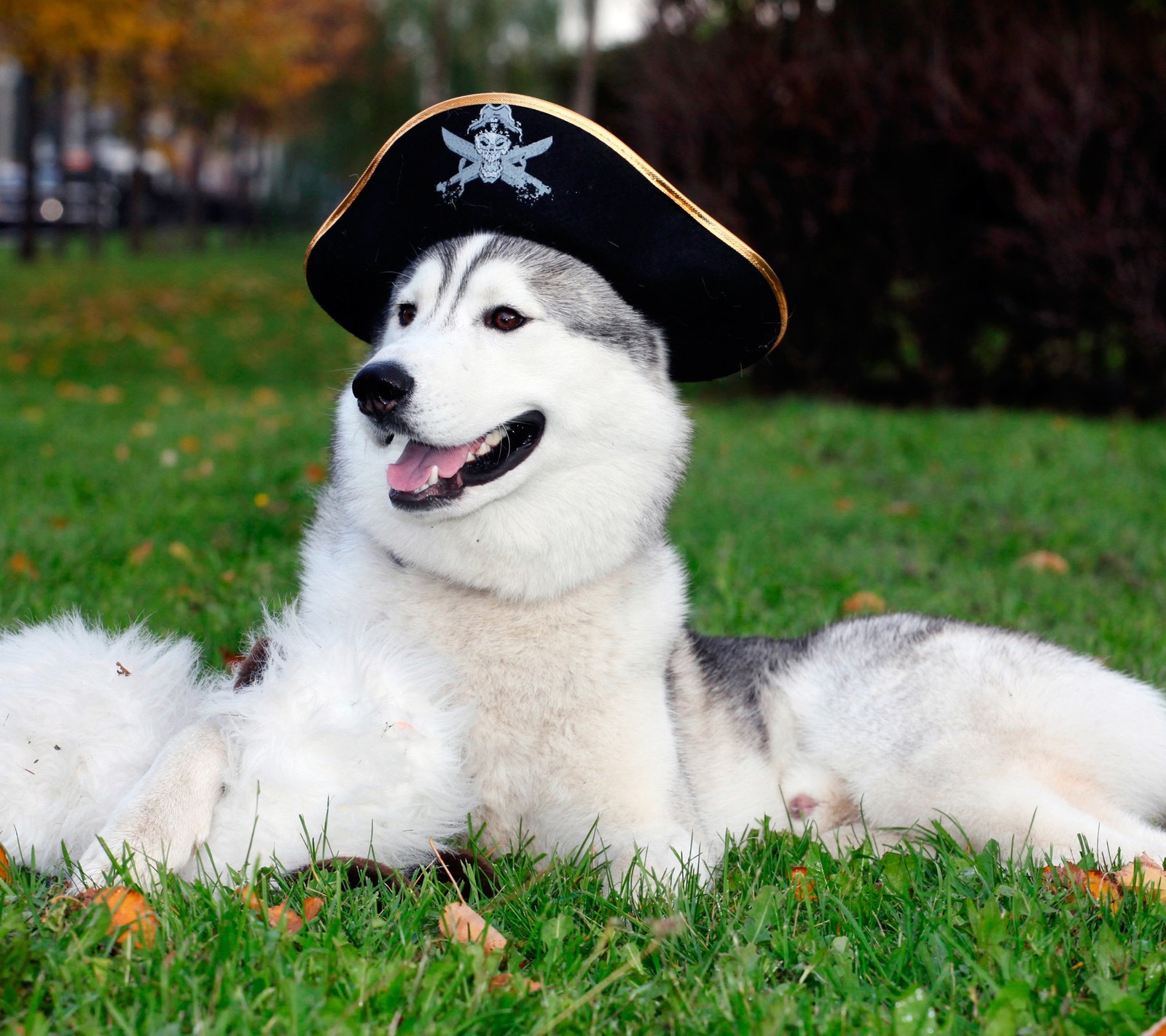 Ein arabischer husky mit einem piratenhut, der im gras liegt (tiere, hunde, natur, andere, haustiere)