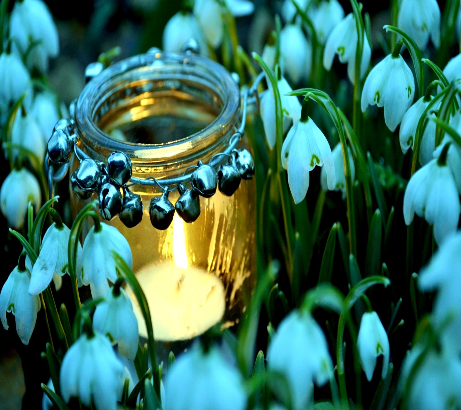 Il y a une bougie qui se trouve au milieu de quelques fleurs (fleurs, printemps)