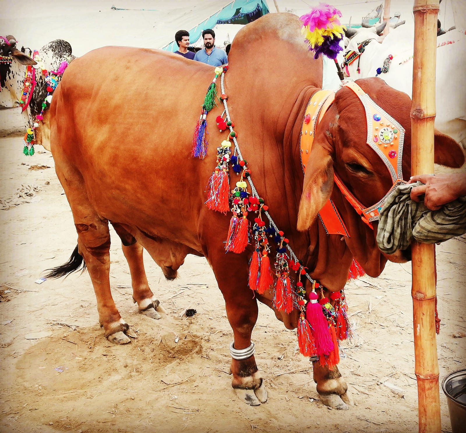 There is a cow with a colorful headband on it's neck (bull, cow, pakistan, real, strong)