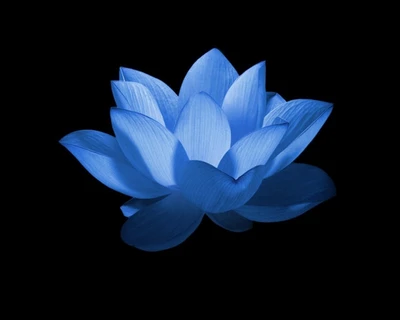 blue, flower, lotus