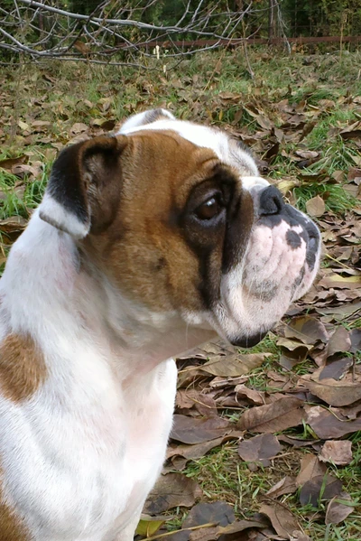 taureau, bulldog, harceleur, mignon, chien