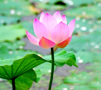 Elegante flor de lótus rosa entre folhas verdes exuberantes.