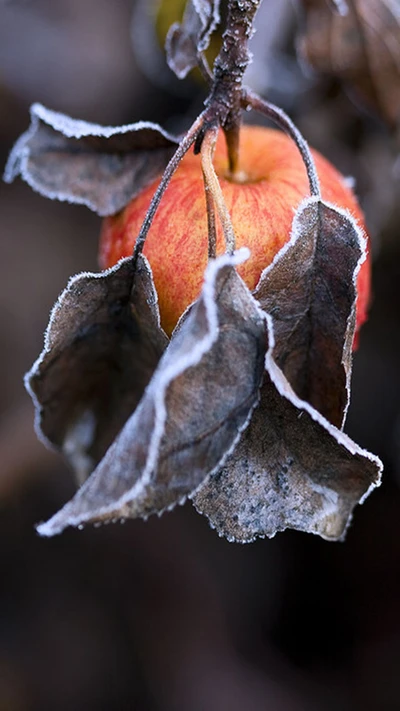 Pomme gelée au milieu des feuilles fanées en hiver