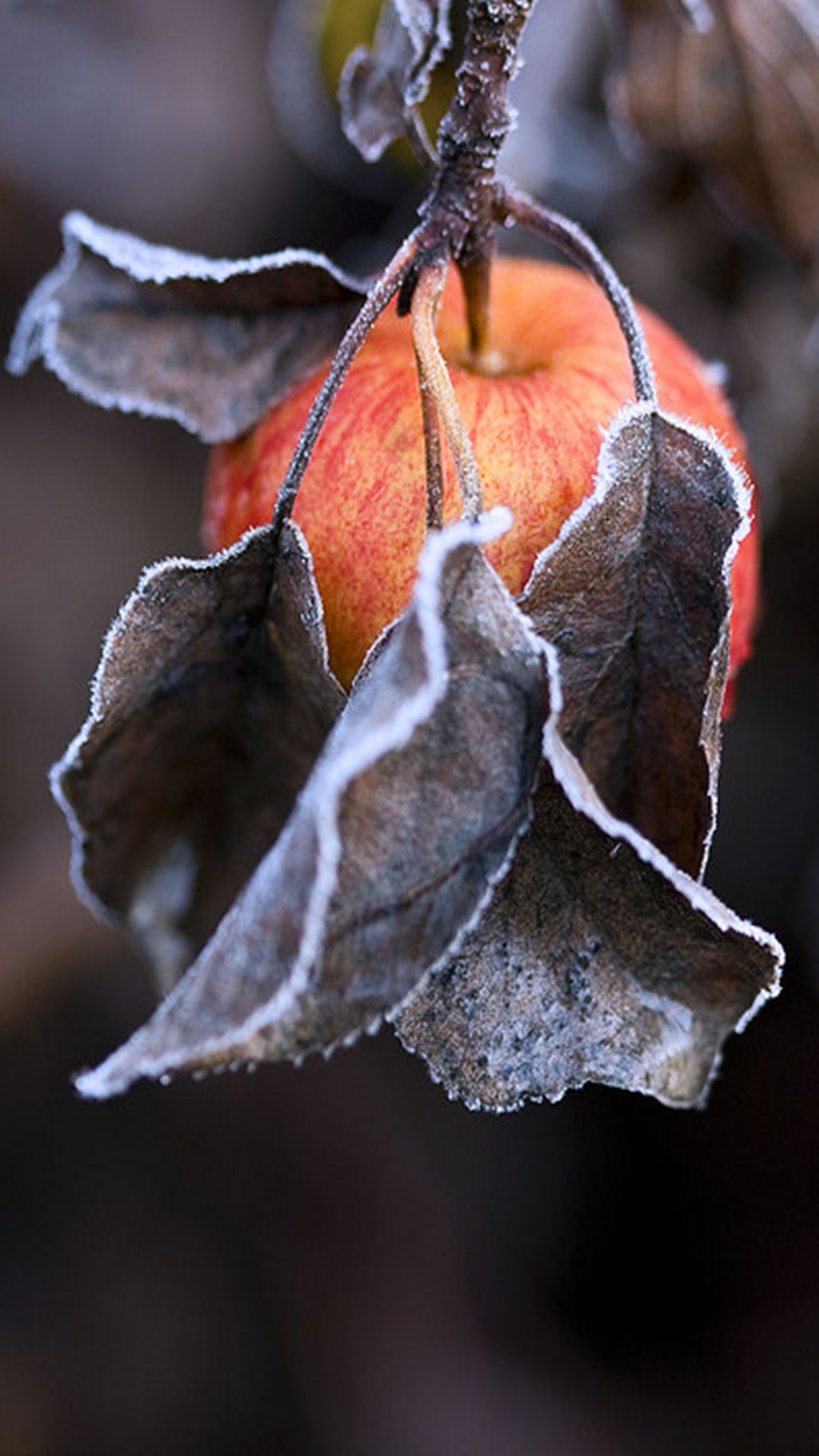 fruit, winter Download Wallpaper