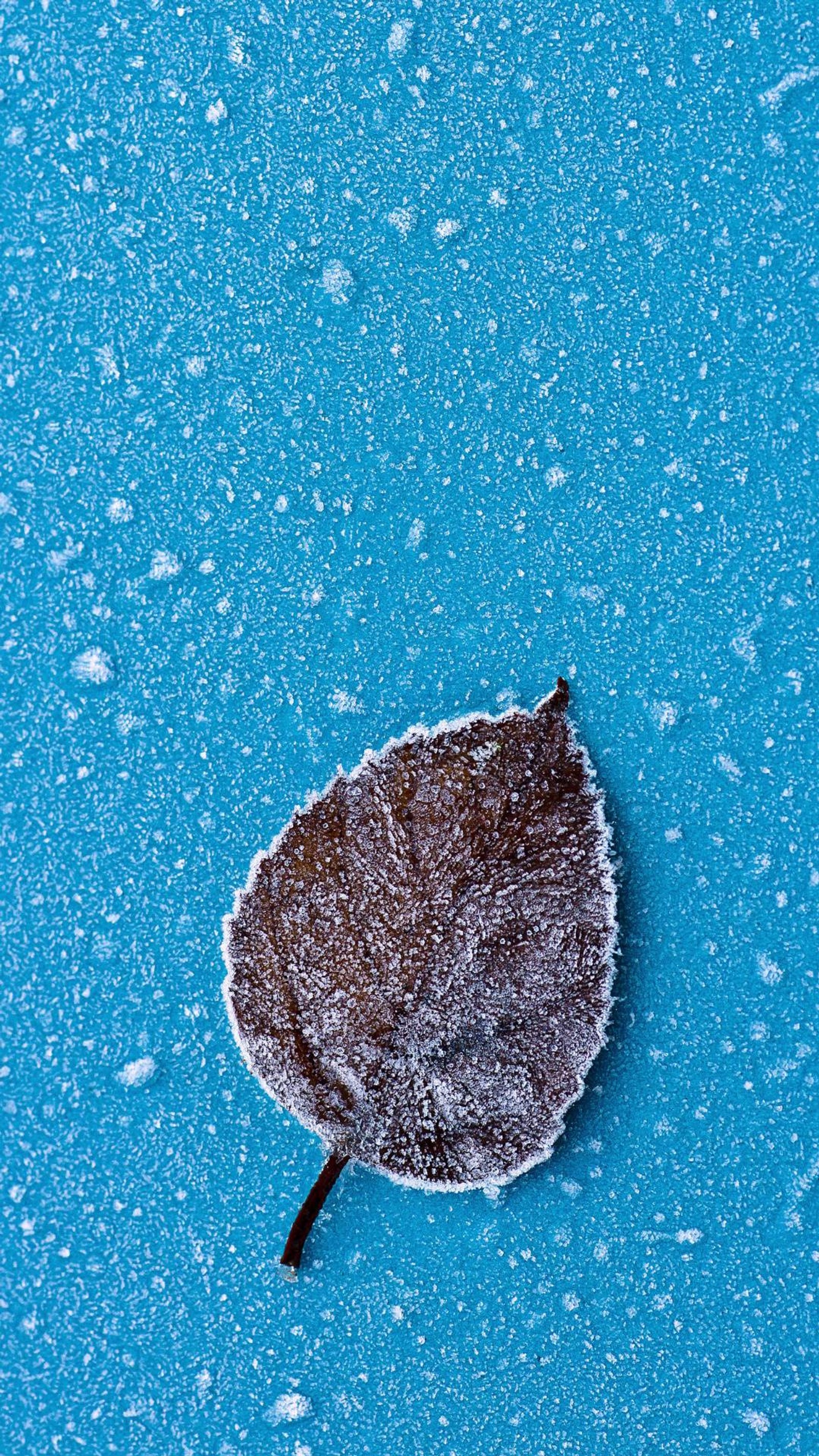 Ein arangiertes blatt auf einer blauen oberfläche, die mit schnee bedeckt ist (blatt, winter)